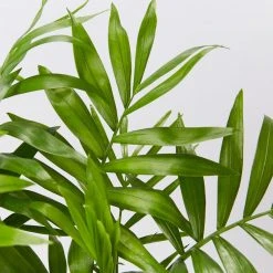 Pot + Plant Gift Box Parlor Palm + Pot + Plant + Soil Full Sun