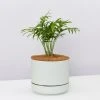 Pot + Plant Gift Box Parlor Palm + Pot + Plant + Soil Full Sun
