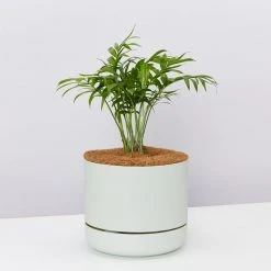 Pot + Plant Gift Box Parlor Palm + Pot + Plant + Soil Full Sun