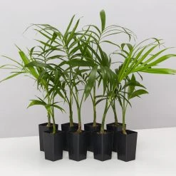 Plants In A Box Chamaedorea Atrovirens 'Cascade Palm' Screening Plants