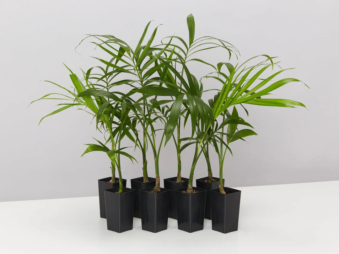 Plants In A Box Chamaedorea Atrovirens 'Cascade Palm' Screening Plants 3 Plants In A Box Chamaedorea Atrovirens 'Cascade Palm' Screening Plants