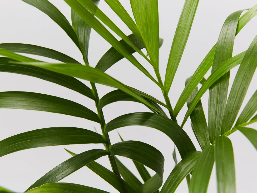 Plants In A Box Chamaedorea Atrovirens 'Cascade Palm' Screening Plants 4 Plants In A Box Chamaedorea Atrovirens 'Cascade Palm' Screening Plants