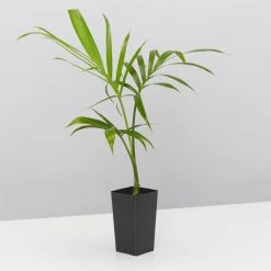 Plants In A Box Chamaedorea Atrovirens 'Cascade Palm' Screening Plants 9 Plants In A Box Chamaedorea Atrovirens 'Cascade Palm' Screening Plants