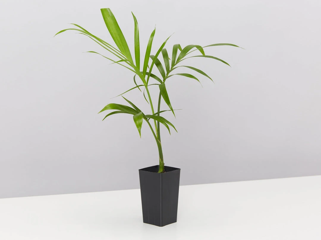 Plants In A Box Chamaedorea Atrovirens 'Cascade Palm' Screening Plants 5 Plants In A Box Chamaedorea Atrovirens 'Cascade Palm' Screening Plants