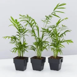 Indoor Garden Chamaedorea Elegans Parlor Palms - 85mm Full Sun