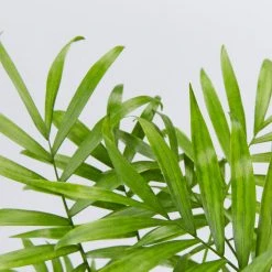 Indoor Garden Chamaedorea Elegans Parlor Palms - 85mm Full Sun