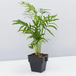 Shrubs Screening Plants The Easy Care Plant Pack - Trio