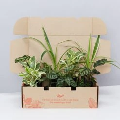 Indoor Garden Child Friendly Indoor Plants Pack Easy Care Plants