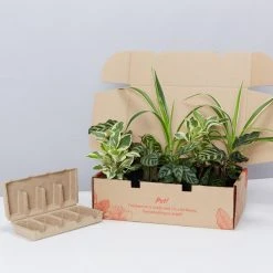 Indoor Garden Child Friendly Indoor Plants Pack Easy Care Plants 15 Indoor Garden Child Friendly Indoor Plants Pack Easy Care Plants