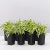 Indoor Garden Chlorophytum Laxum Zebrina 'Compact Spider' Plant Pack Border Plants