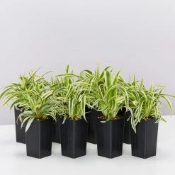 Indoor Garden Chlorophytum Laxum Zebrina 'Compact Spider' Plant Pack Border Plants