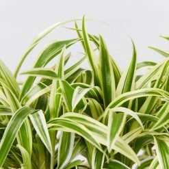 Indoor Garden Chlorophytum Laxum Zebrina 'Compact Spider' Plant Pack Border Plants