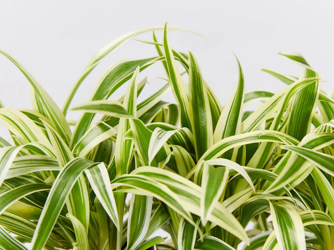 Indoor Garden Chlorophytum Laxum Zebrina 'Compact Spider' Plant Pack Border Plants 4 Indoor Garden Chlorophytum Laxum Zebrina 'Compact Spider' Plant Pack Border Plants