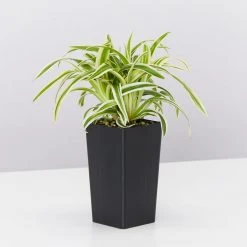 Indoor Garden Chlorophytum Laxum Zebrina 'Compact Spider' Plant Pack Border Plants 8 Indoor Garden Chlorophytum Laxum Zebrina 'Compact Spider' Plant Pack Border Plants