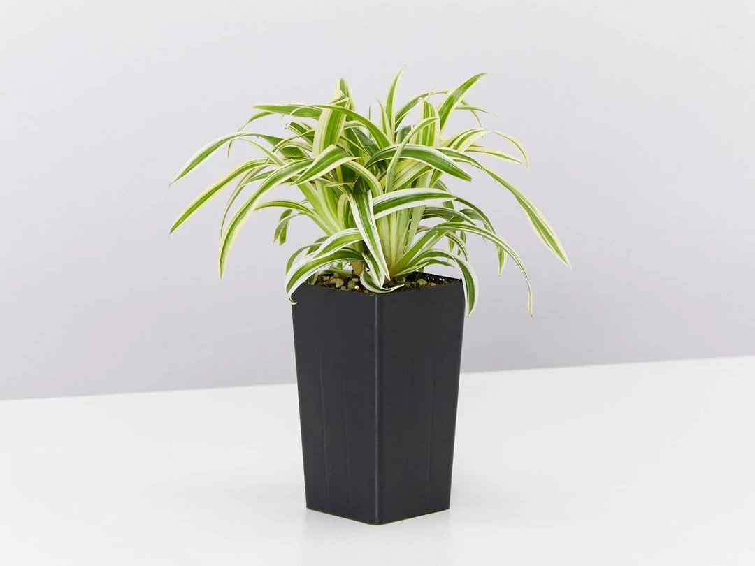 Indoor Garden Chlorophytum Laxum Zebrina 'Compact Spider' Plant Pack Border Plants 5 Indoor Garden Chlorophytum Laxum Zebrina 'Compact Spider' Plant Pack Border Plants