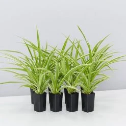 Indoor Garden Chlorophytum Comosum Ocean