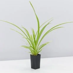 Indoor Garden Chlorophytum Comosum Ocean