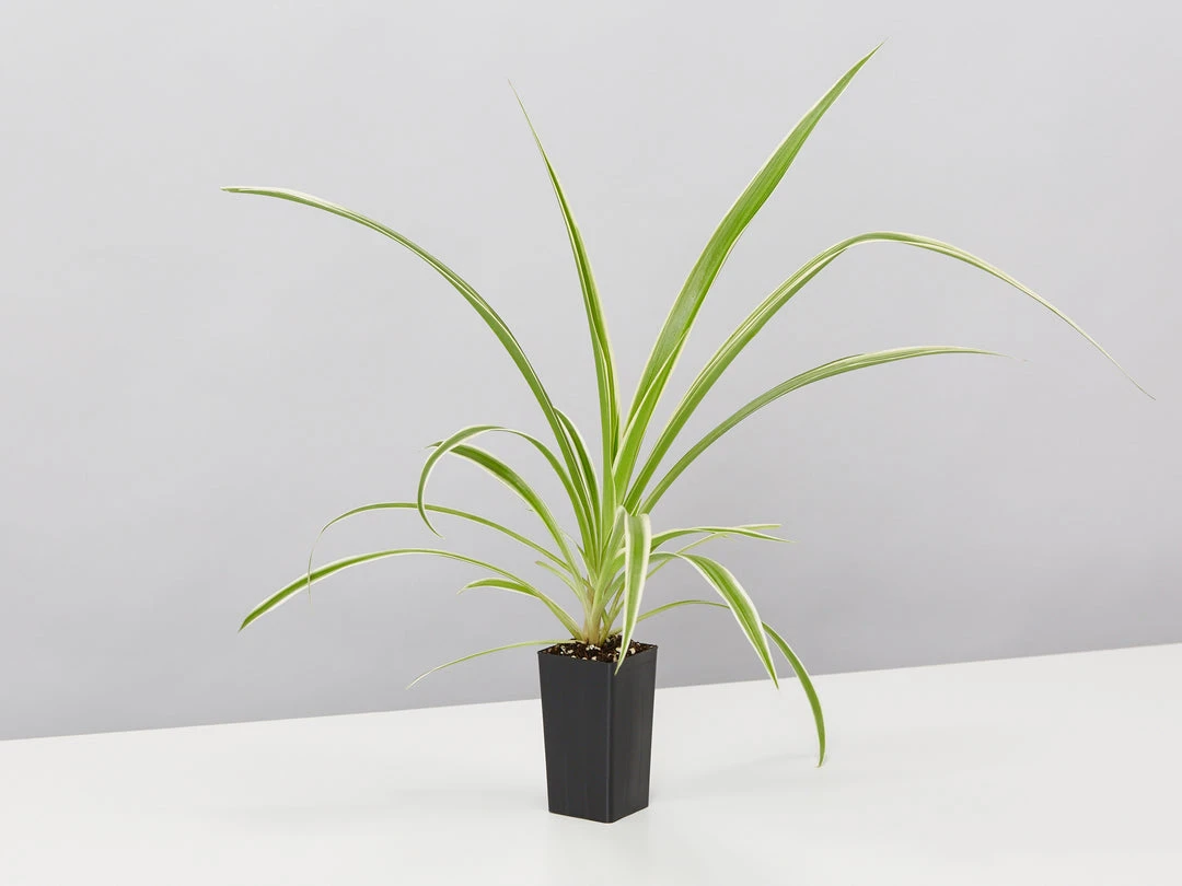 Indoor Garden Green Wall Pack - Indoors 14 Indoor Garden Green Wall Pack - Indoors