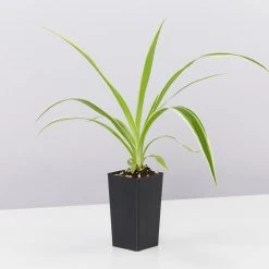 Indoor Garden Easy Care Plants The Water Propagation Box 21 Indoor Garden Easy Care Plants The Water Propagation Box