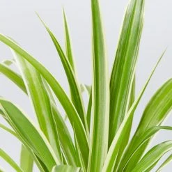 Indoor Garden Easy Care Plants The Water Propagation Box 15 Indoor Garden Easy Care Plants The Water Propagation Box