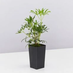 Shrubs Choisya X Dewitteana White Dazzler