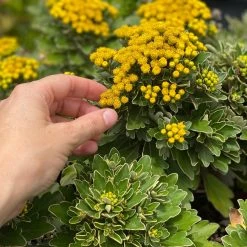 Shrubs Border Plants Chrysanthemum Silver And Gold