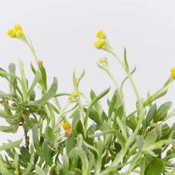 Shrubs Border Plants Chrysocephalum Apiculatum