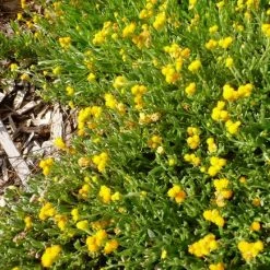 Shrubs Border Plants Chrysocephalum Apiculatum