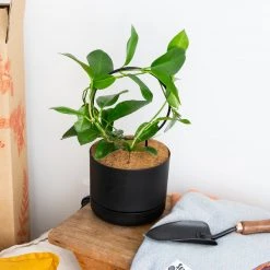 Plants In A Box The Circle-O Plant Stake Climbing Plants 15 Plants In A Box The Circle-O Plant Stake Climbing Plants