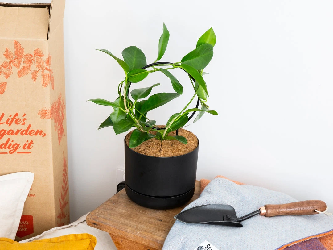 Plants In A Box The Circle-O Plant Stake Climbing Plants 9 Plants In A Box The Circle-O Plant Stake Climbing Plants