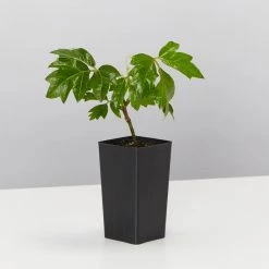 Indoor Garden Hanging Basket Pack - Indoor Assorted