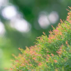 Shrubs Melaleuca Claret Tops 16 Shrubs Melaleuca Claret Tops