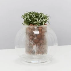 Plants In A Box Clear Glass Self-Watering Planter 11 Plants In A Box Clear Glass Self-Watering Planter