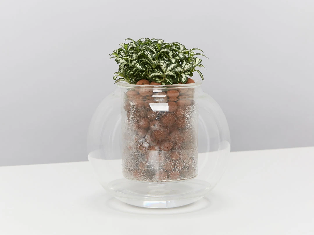 Plants In A Box Clear Glass Self-Watering Planter 5 Plants In A Box Clear Glass Self-Watering Planter