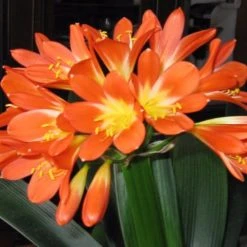 Shrubs Clivia Miniata