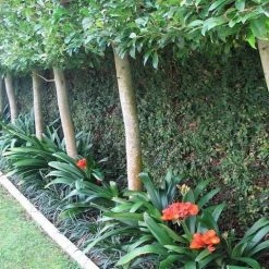 Shrubs Clivia Miniata