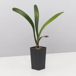 Shrubs Clivia Miniata