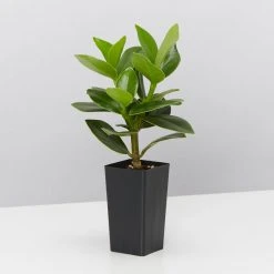 Indoor Garden Easy Care Plants Assorted Pack Of Houseplants ???? *Pick Your Own