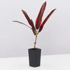 Shrubs Codiaeum Variegatum Full Sun