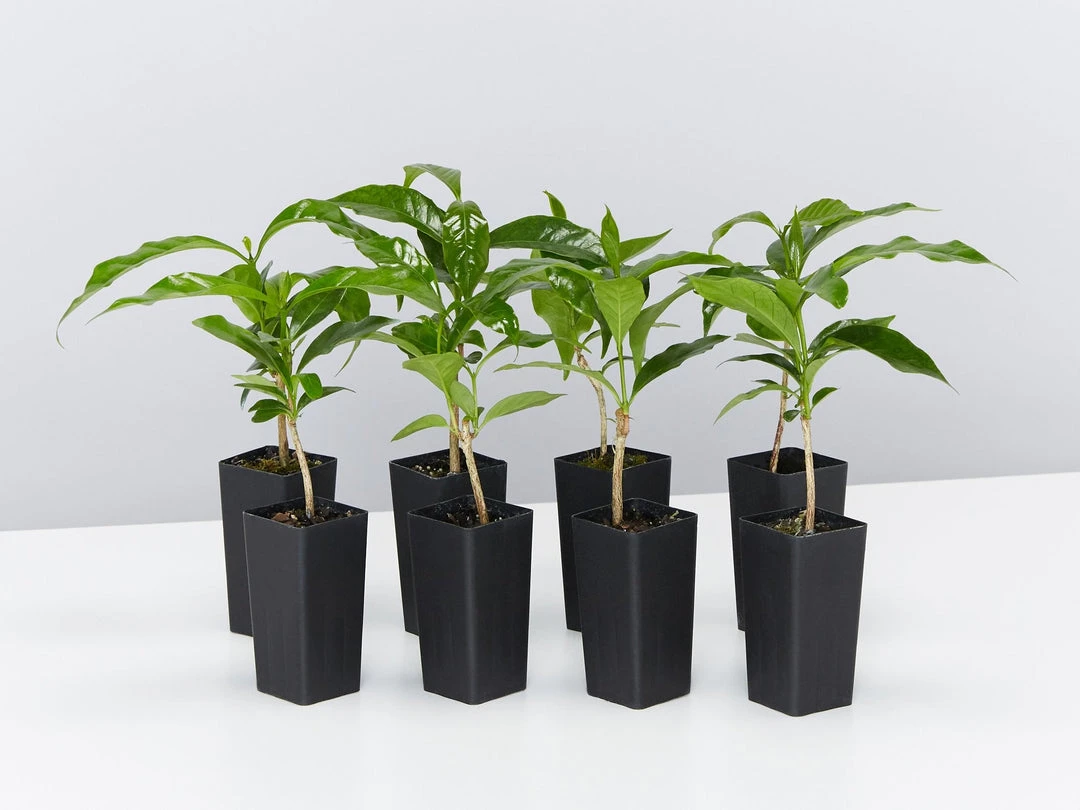 Shrubs Coffea Arabica 3 Shrubs Coffea Arabica