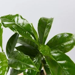 Shrubs Coffea Arabica