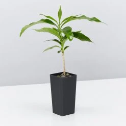 Shrubs Coffea Arabica 8 Shrubs Coffea Arabica