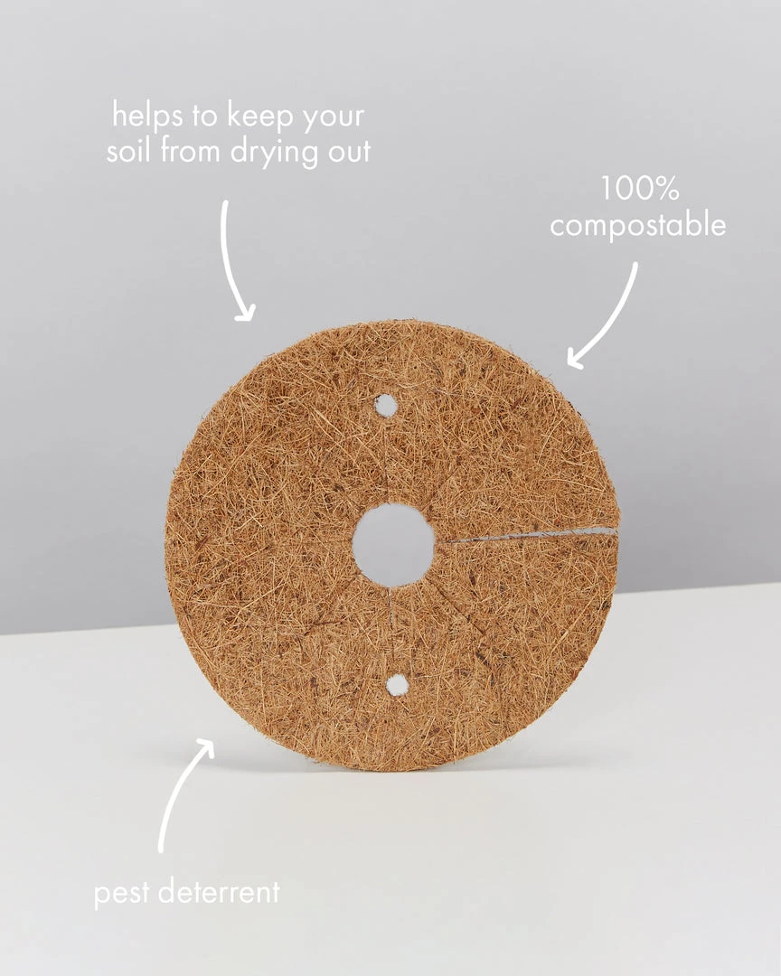 Indoor Garden Easy Care Plants Mr Kitly 4 Houseplants & 4 Pots 7 Indoor Garden Easy Care Plants Mr Kitly 4 Houseplants & 4 Pots