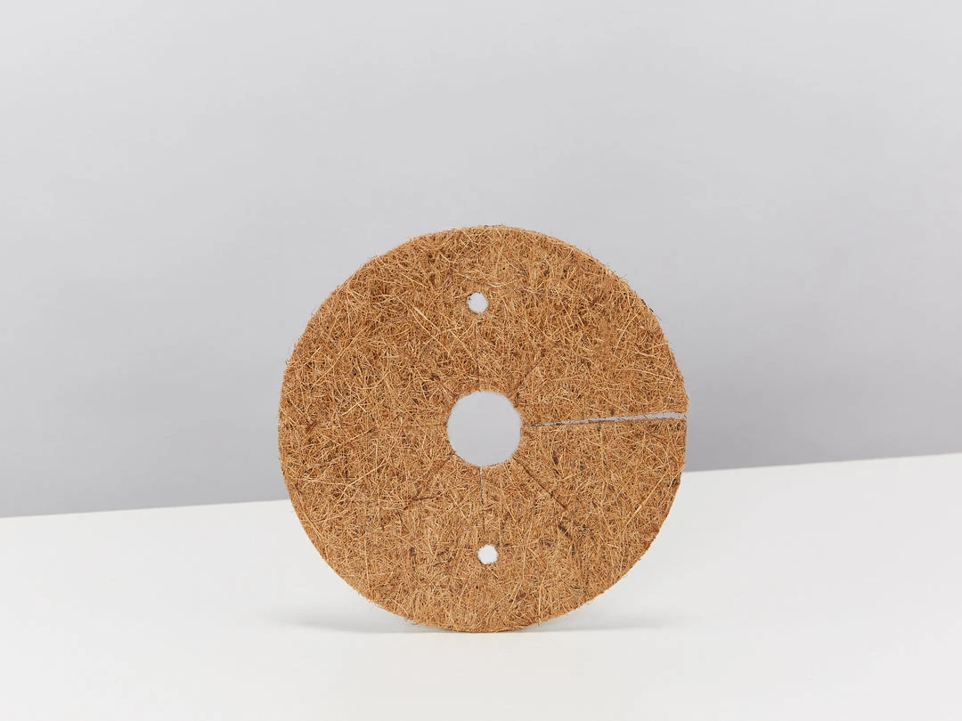 Pot + Plant Gift Box Air Purifying Sansevieria Crazy - Pot + Plant + Soil 15 Pot + Plant Gift Box Air Purifying Sansevieria Crazy - Pot + Plant + Soil