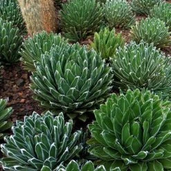 Succulents Agave Victoriae-Reginae Full Sun