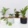 Indoor Garden Easy Care Plants Mr Kitly 4 Houseplants & 4 Pots