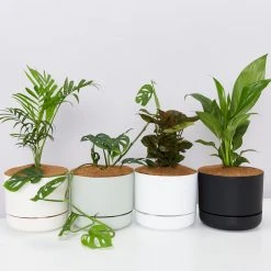 Indoor Garden Easy Care Plants Mr Kitly 4 Houseplants & 4 Pots