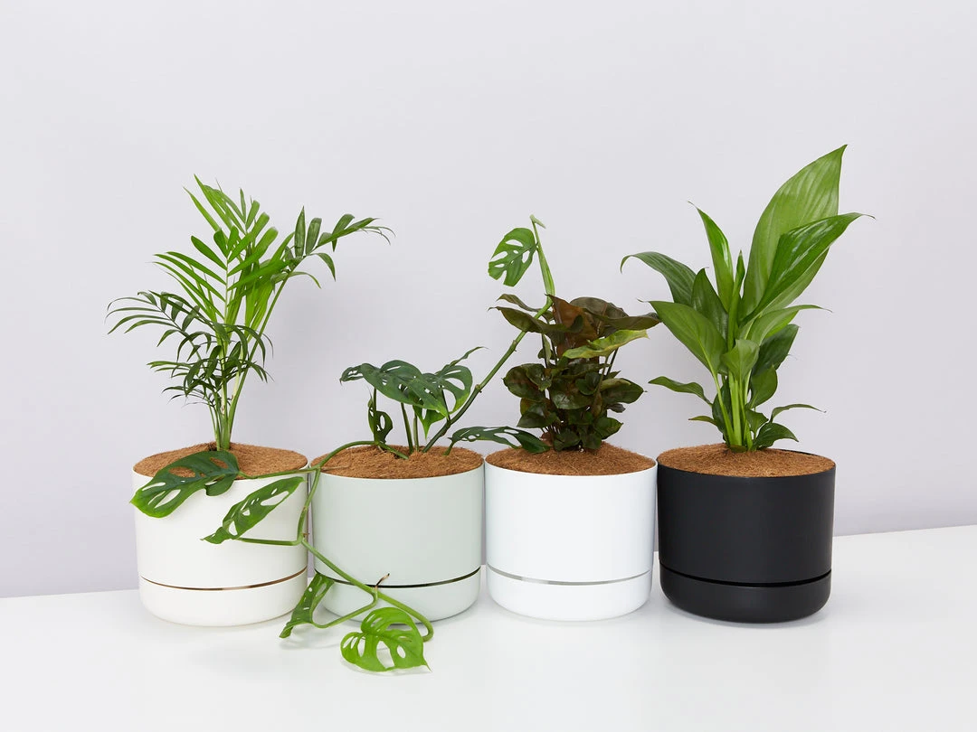 Indoor Garden Easy Care Plants Mr Kitly 4 Houseplants & 4 Pots 3 Indoor Garden Easy Care Plants Mr Kitly 4 Houseplants & 4 Pots