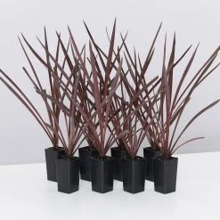 Shrubs Cordyline Terminalis 'Red Sensation' Full Sun
