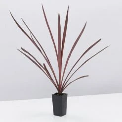 Shrubs Cordyline Terminalis 'Red Sensation' Full Sun 12 Shrubs Cordyline Terminalis 'Red Sensation' Full Sun